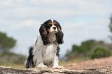 CAVALIER KING CHARLES 148